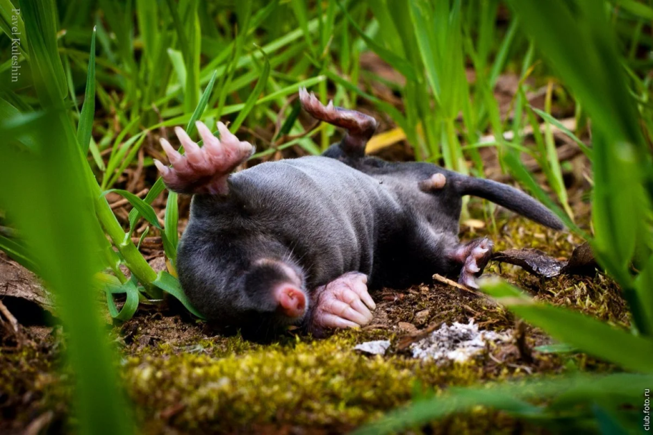 Крот слепыш