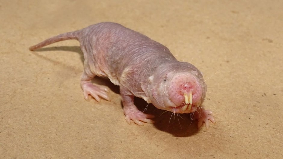 Землеройка слепыш