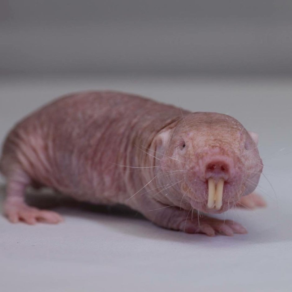 Лысый слепыш обыкновенный