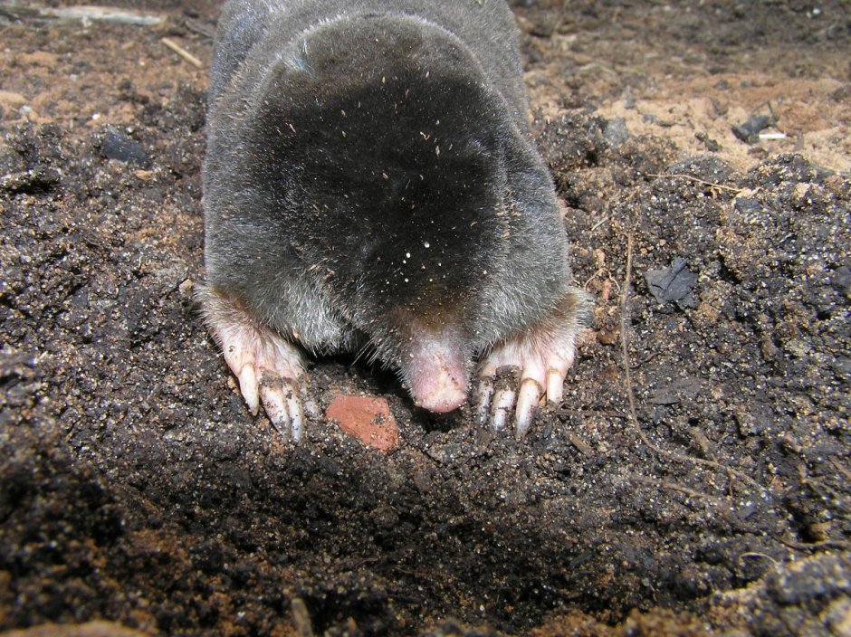 Крот слепыш глаза