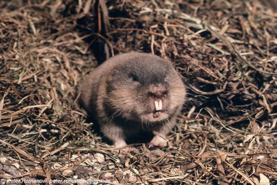 Закавказская слепушонка