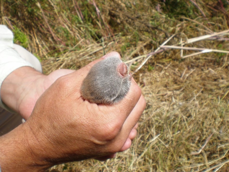 Буковинский слепыш