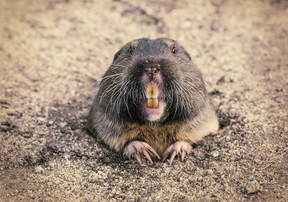 Слепыш грызун