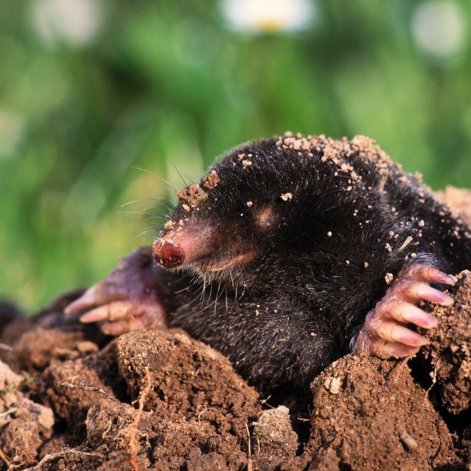 Гигантский слепыш