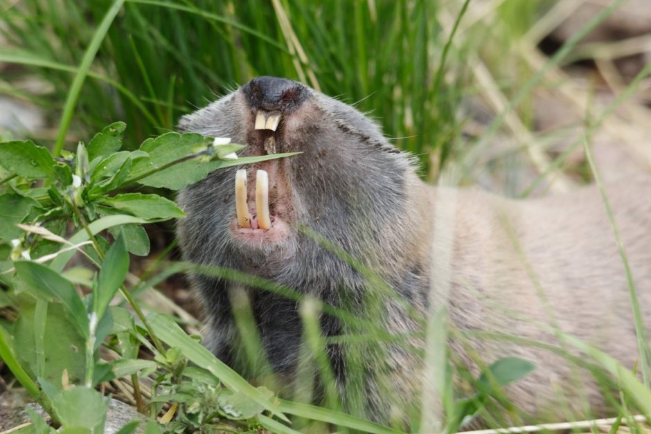 Обыкновенный слепыш