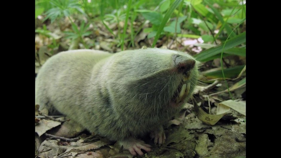 Крот слепыш обыкновенный