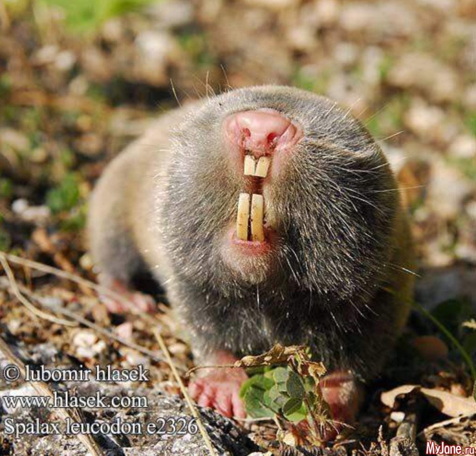 Американский землеройковый Крот