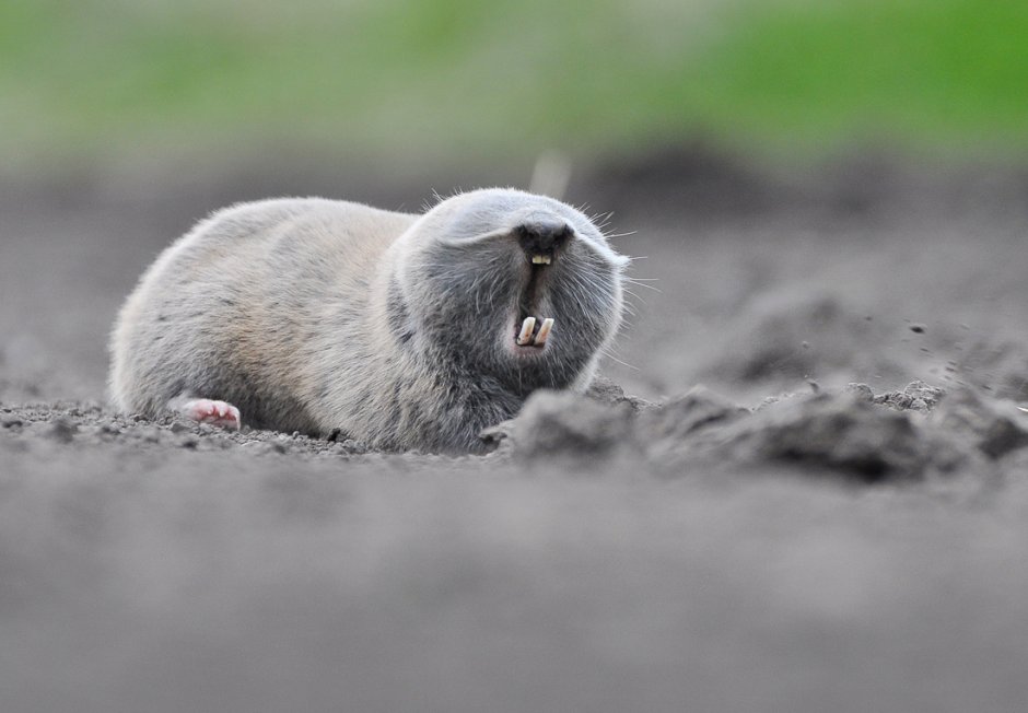 Обыкновенный слепыш