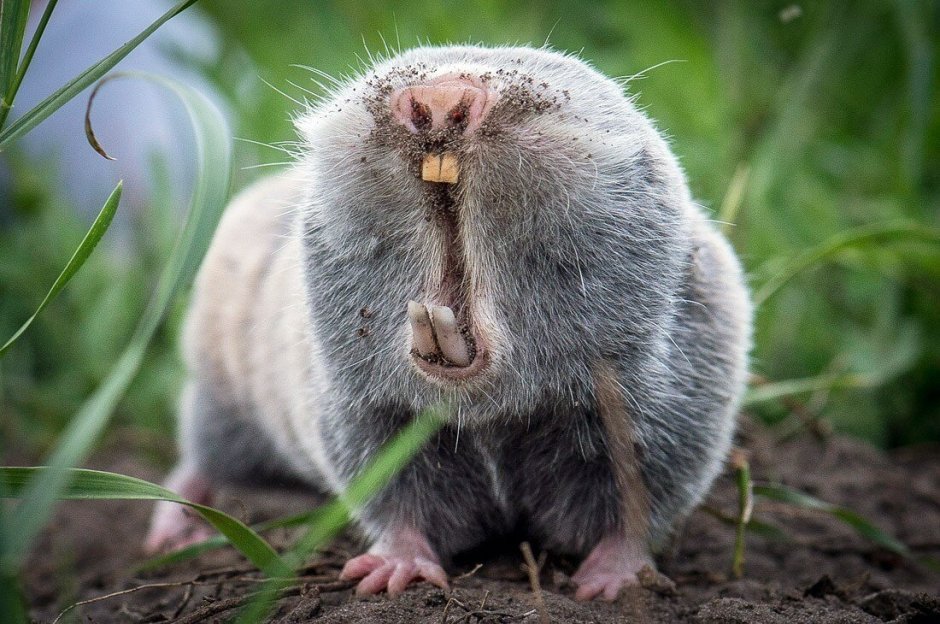 Крот слепыш обыкновенный