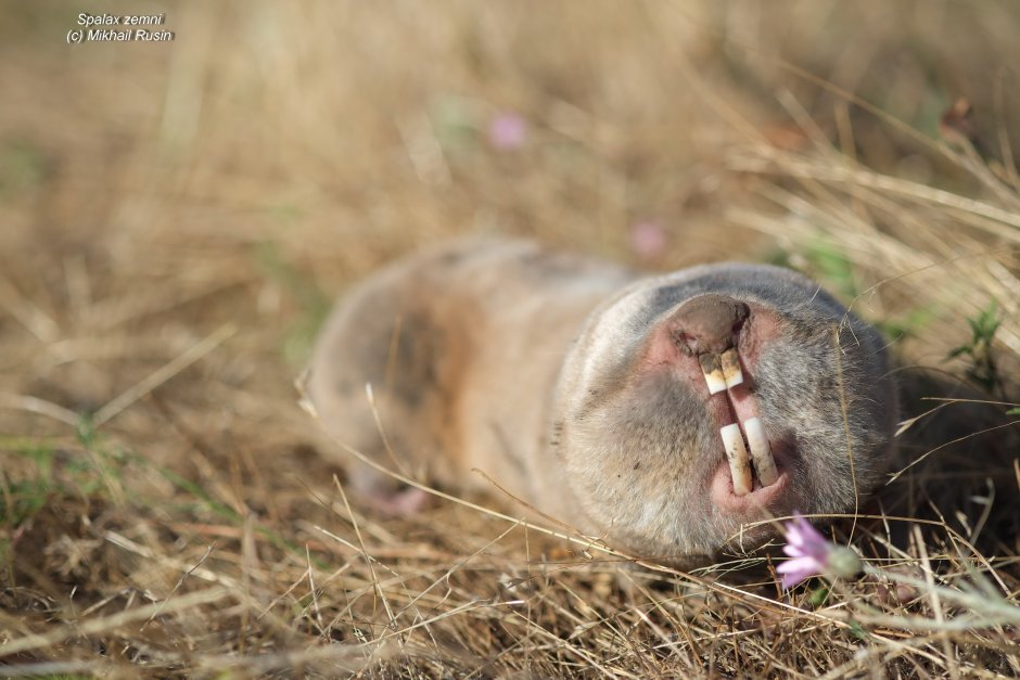 Слепыш гигант