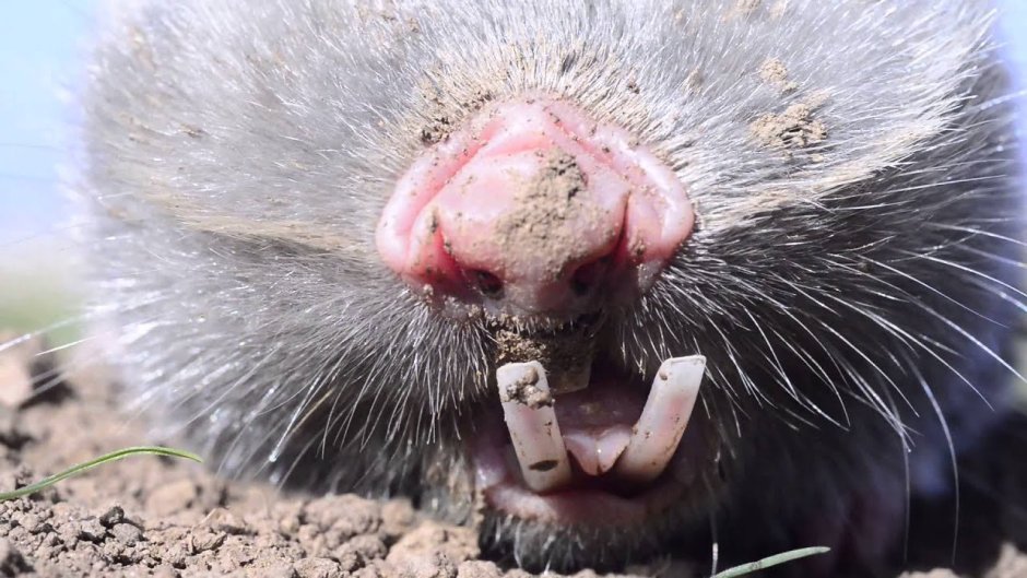 Песчаный слепыш