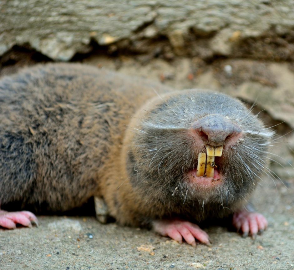 Крот слепыш обыкновенный