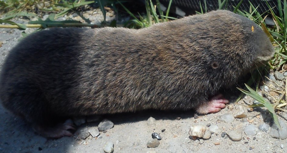 Белозубый слепыш