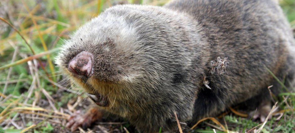 Слепыш обыкновенный зубы