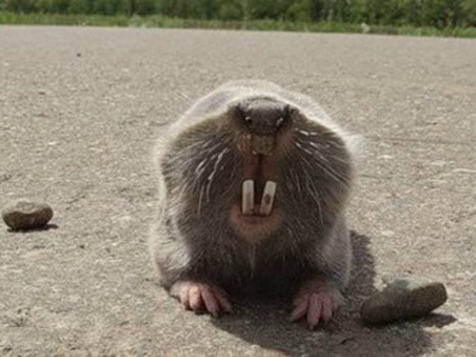 Гигантский слепыш детеныш