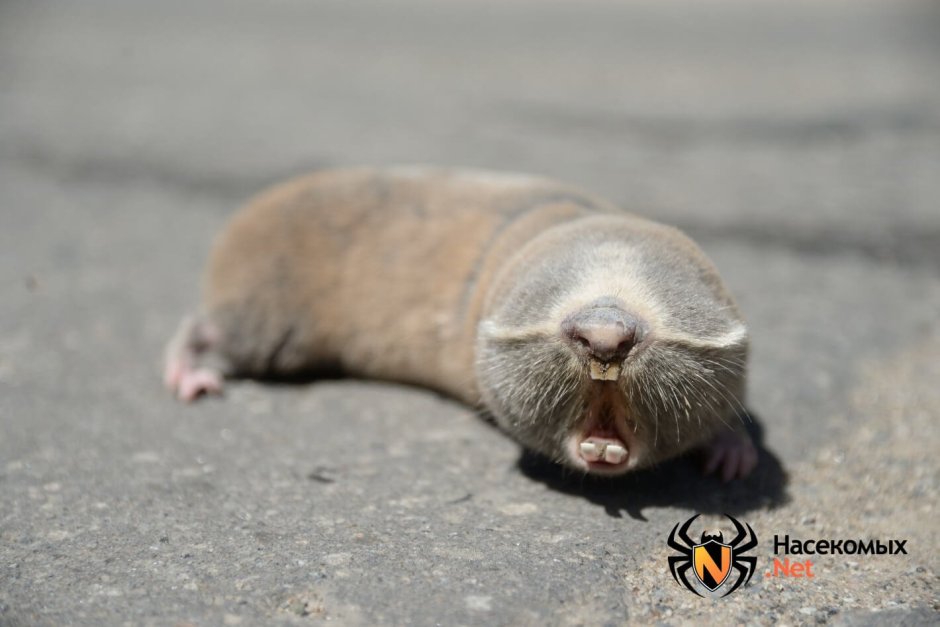 Крот слепыш обыкновенный