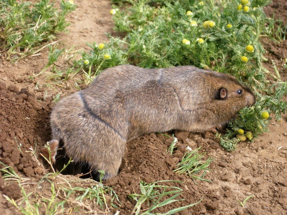 Маньчжурский цокор