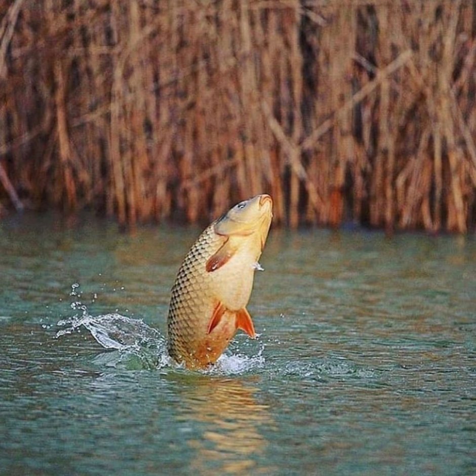 Морской сазан