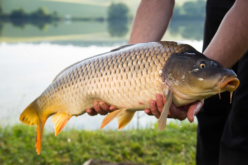 Сазан (Cyprinus Carpio)