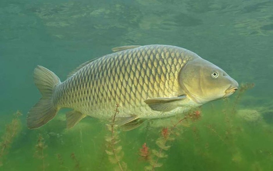 Карп (Cyprinus Carpio)