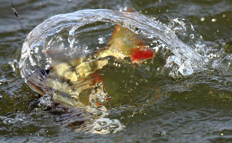 Рыба плещется в воде