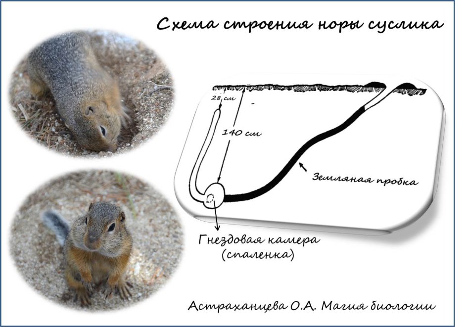 Схема Норы суслика