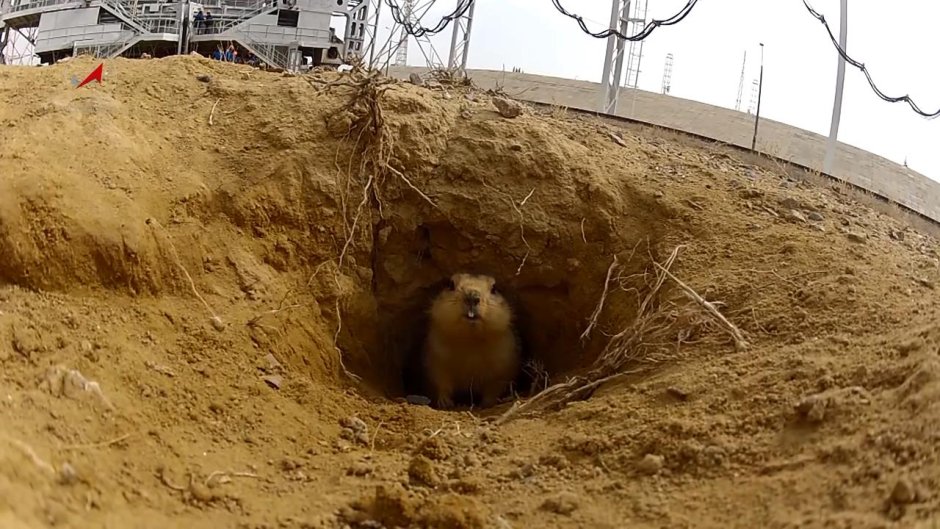 Суслик на космодроме Байконур