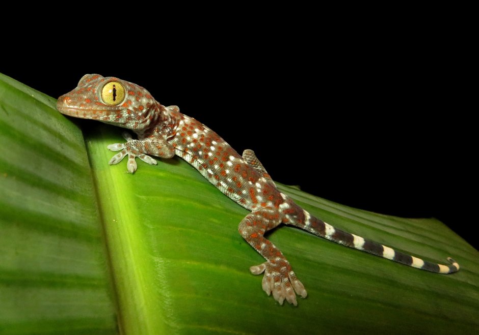 Ящерица геккон Бали