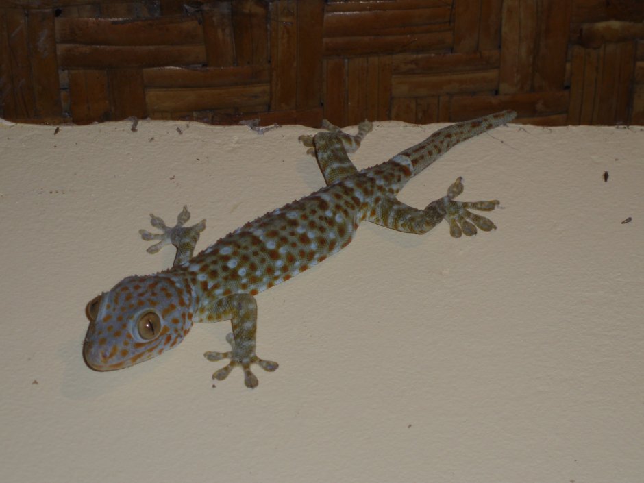 Геккон Бали