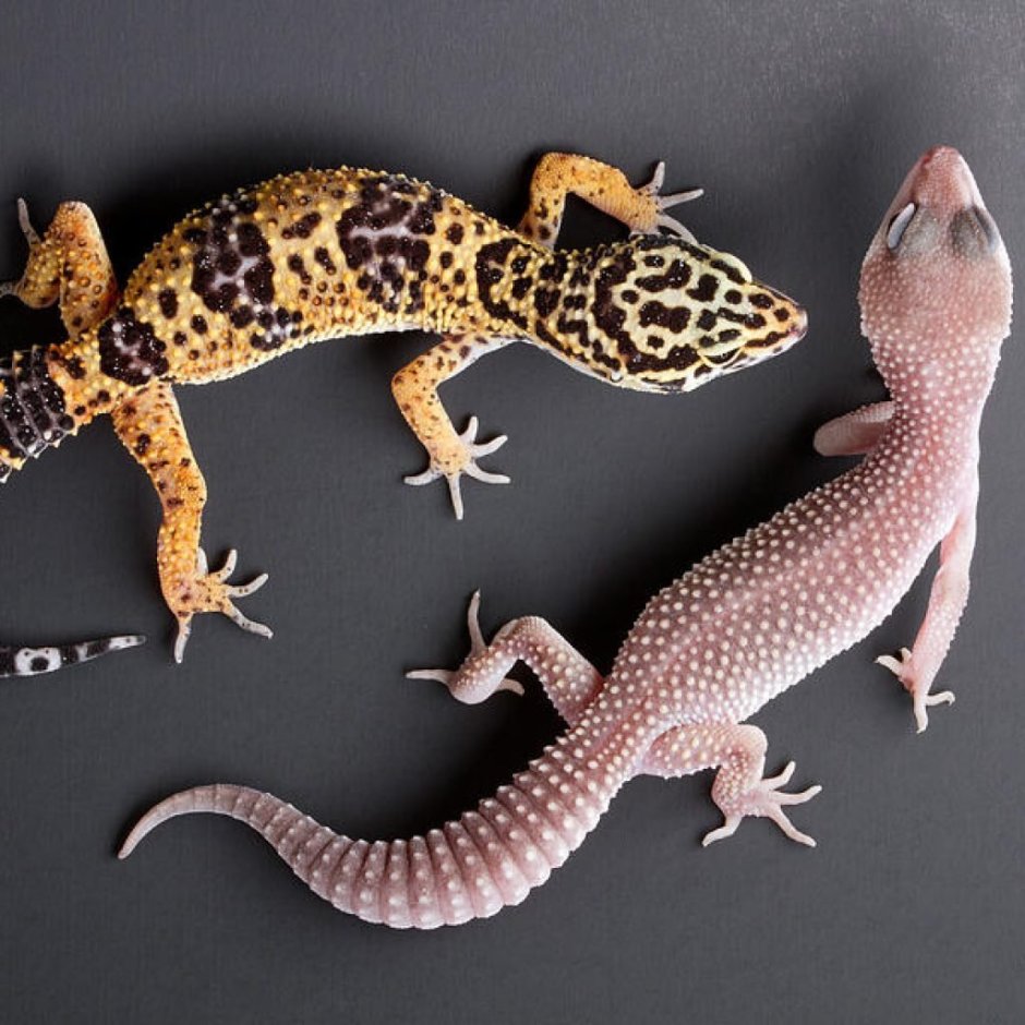 Геккон гемик