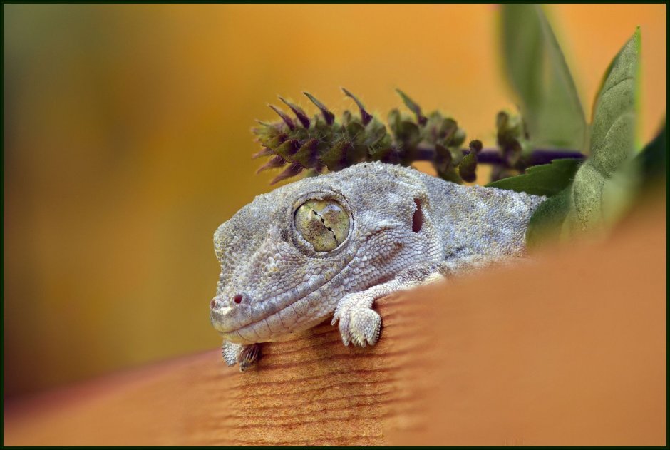 Эублефар леопардовый геккон