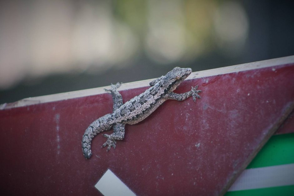 Пятнистый леопардовый эублефар