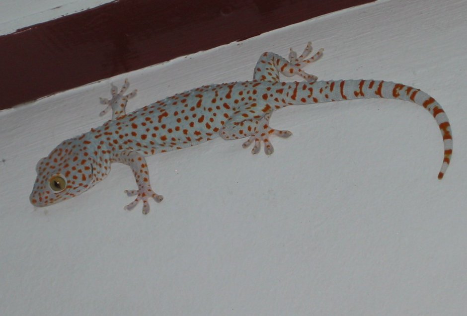 Австралийский геккон