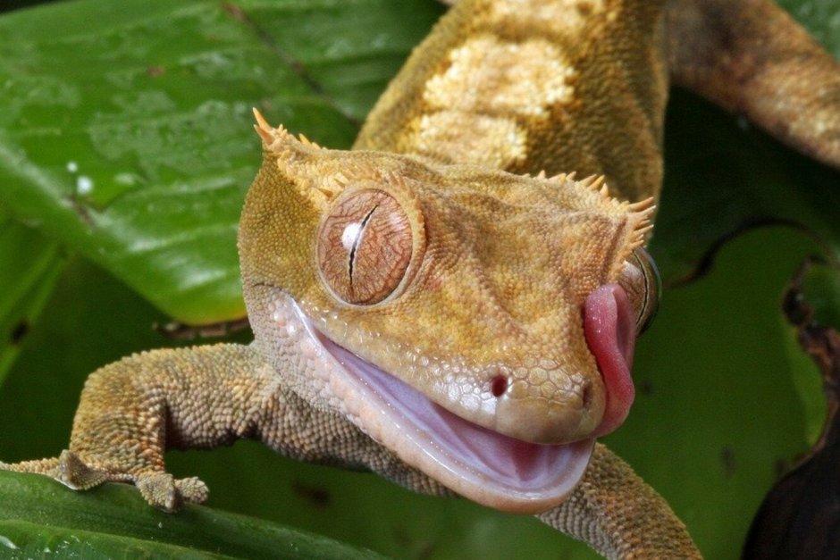 Геккон Лизард