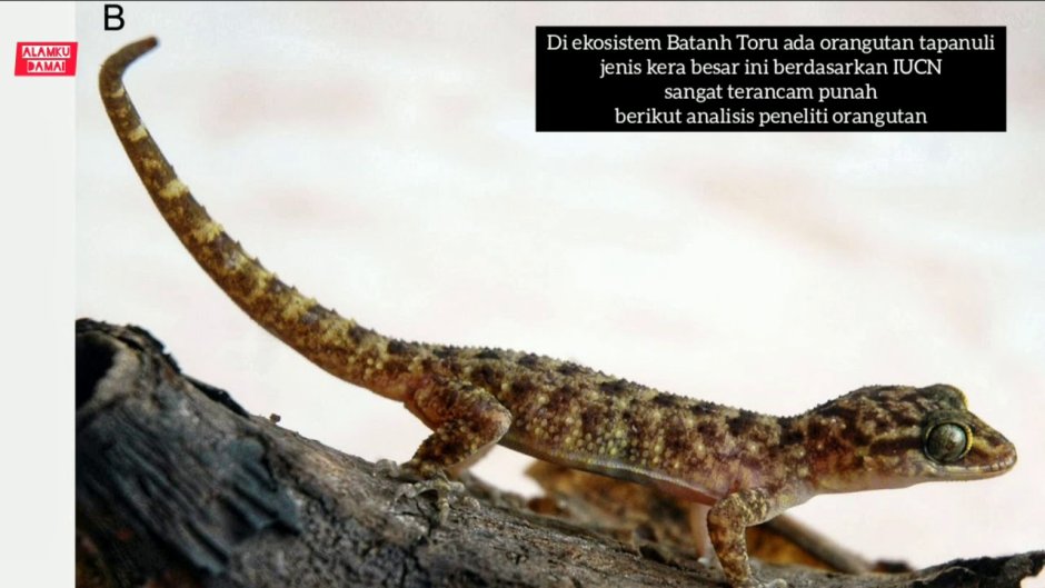 Ящерица эублефар