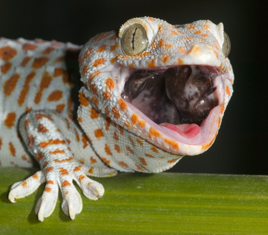 Ящерица эублефар розовая