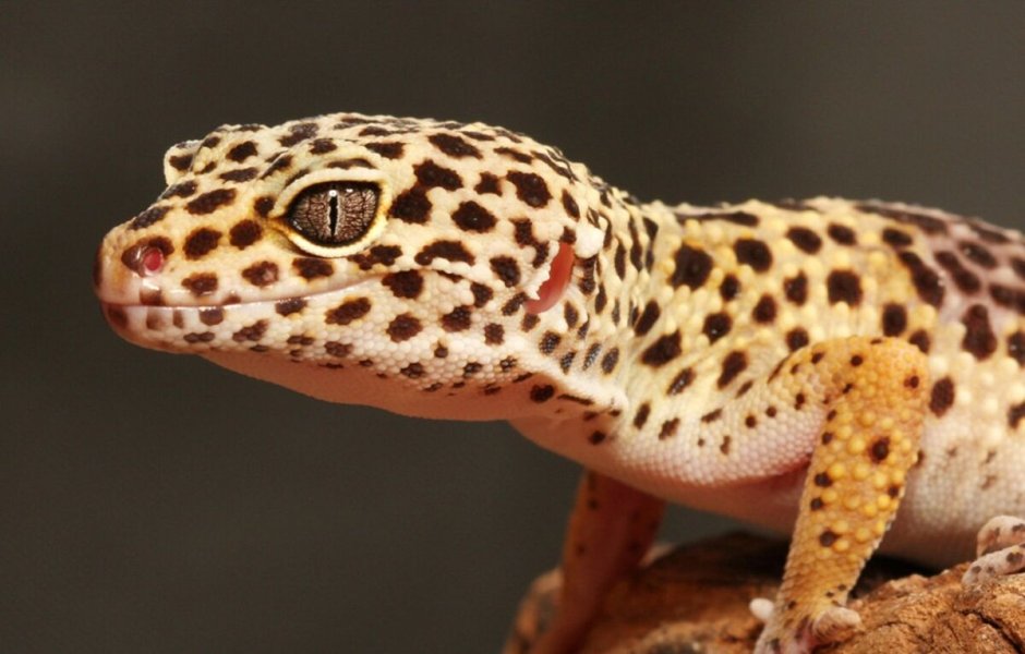 Геккон эублефар розовый