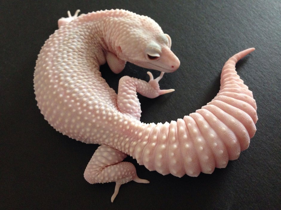 Ящерица эублефар розовая
