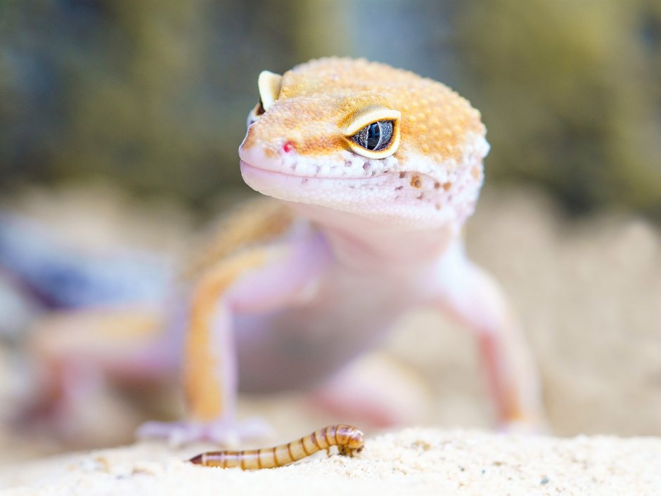 Геккон эублефар