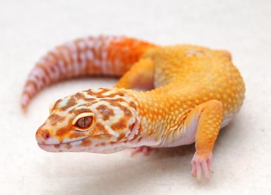 Strophurus ciliaris геккон