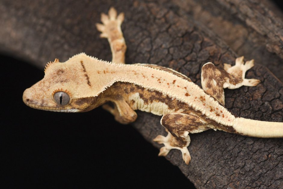 Геккон эублефар в террариуме