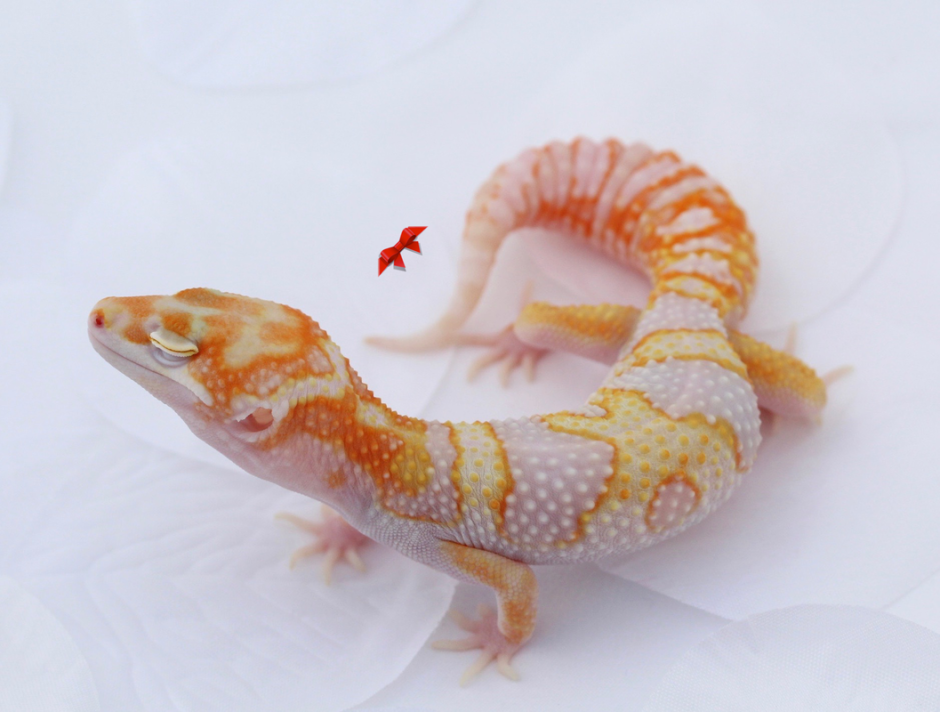 Гекконы ящерицы ,тритоны