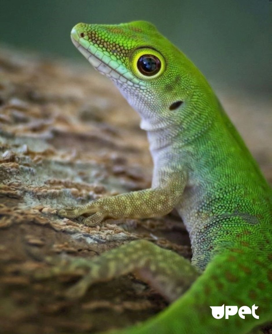 Геккон голубой эублефар