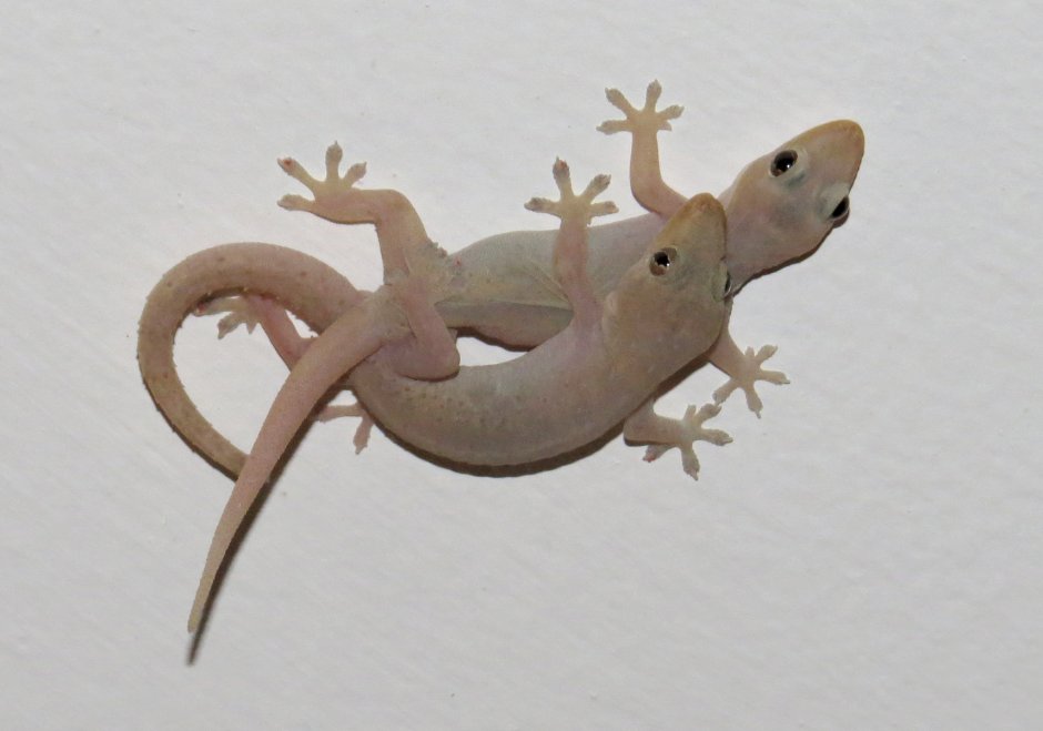 Геккон Бали