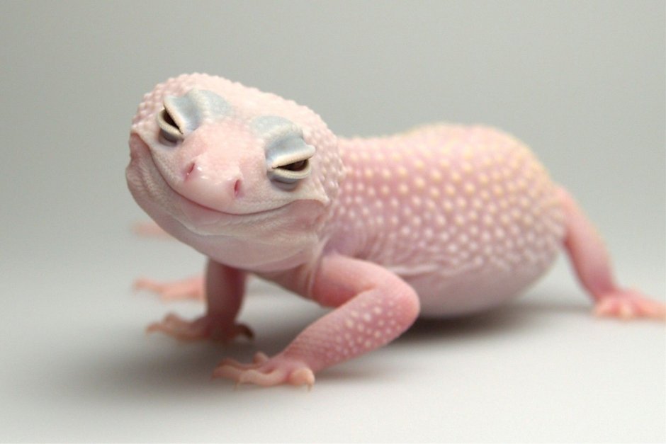 Якусимский геккон