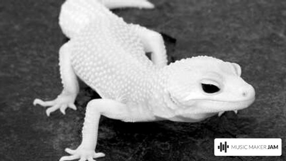 Виргинский круглопалый геккон