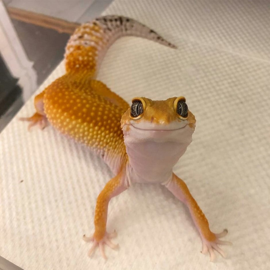 Тотал Эклипс эублефар