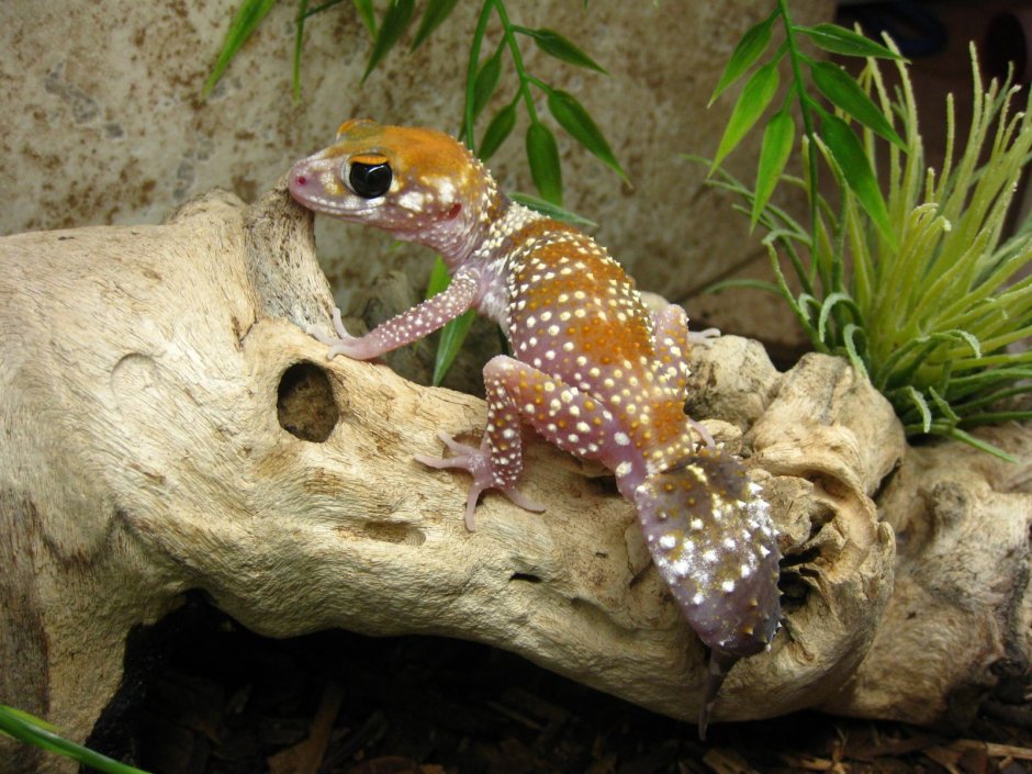 Gekko monarchus