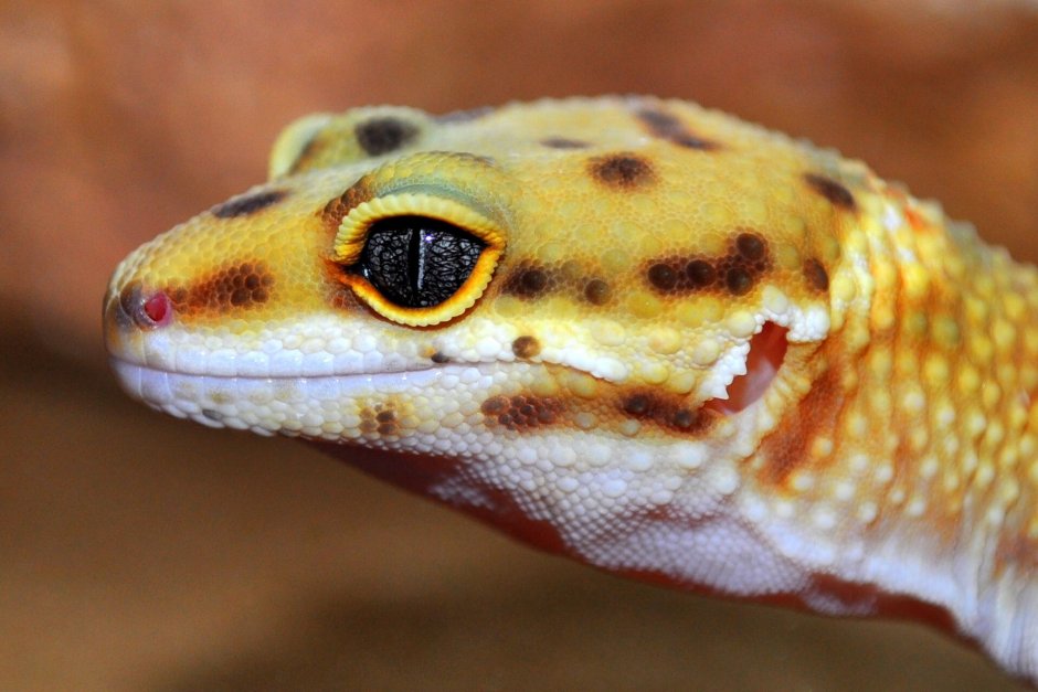 Виргинский круглопалый геккон