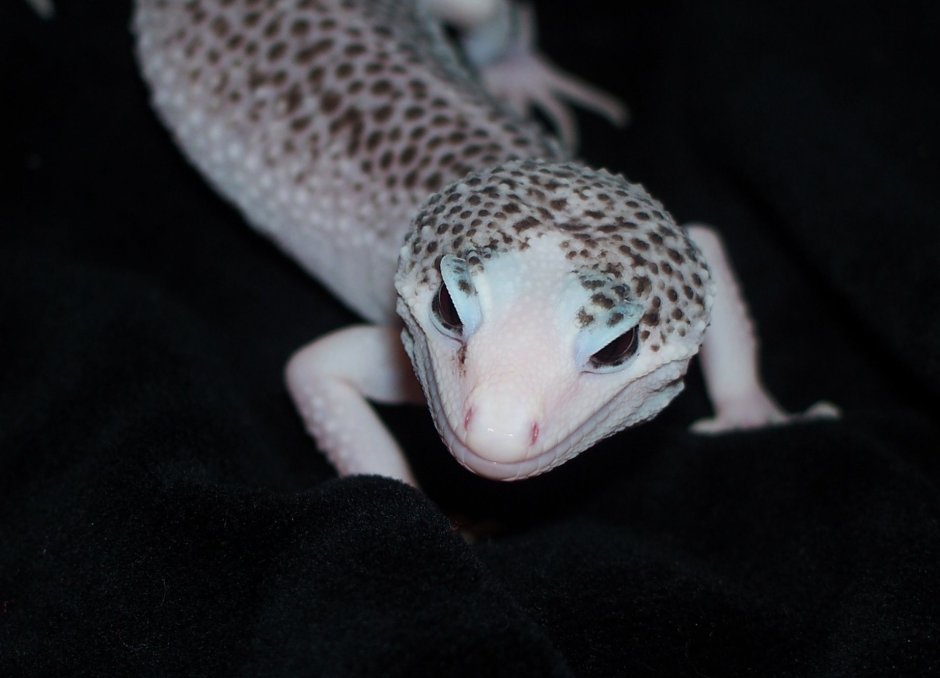 Ящерица геккон эублефар